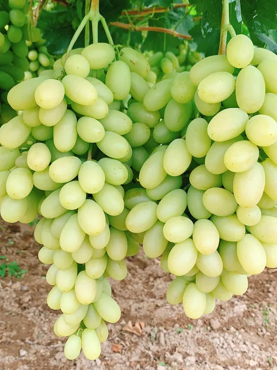 怀来夹河特产白马奶皮薄纯甜无酸果肉汁水多