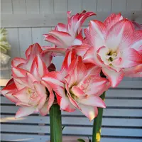 「花孔雀」基地球 重瓣 秘鲁进口朱顶红 多年生 <一单包邮>