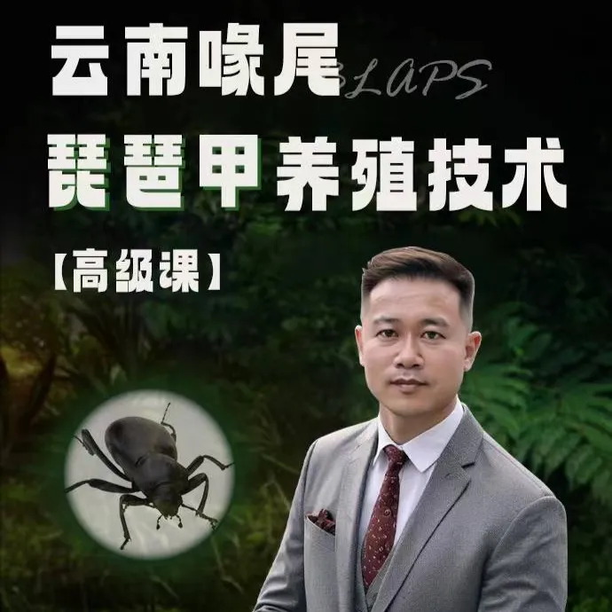 云南喙尾琵琶甲养殖技术专栏课程