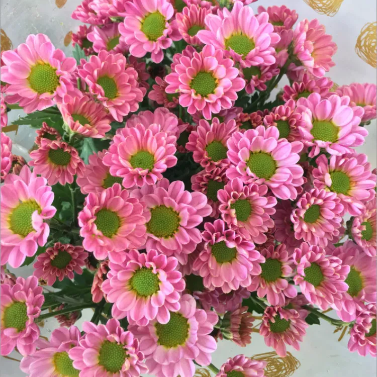 小雏菊花束批发云南昆明基地直发速递同城水养花配送包邮鲜花批发