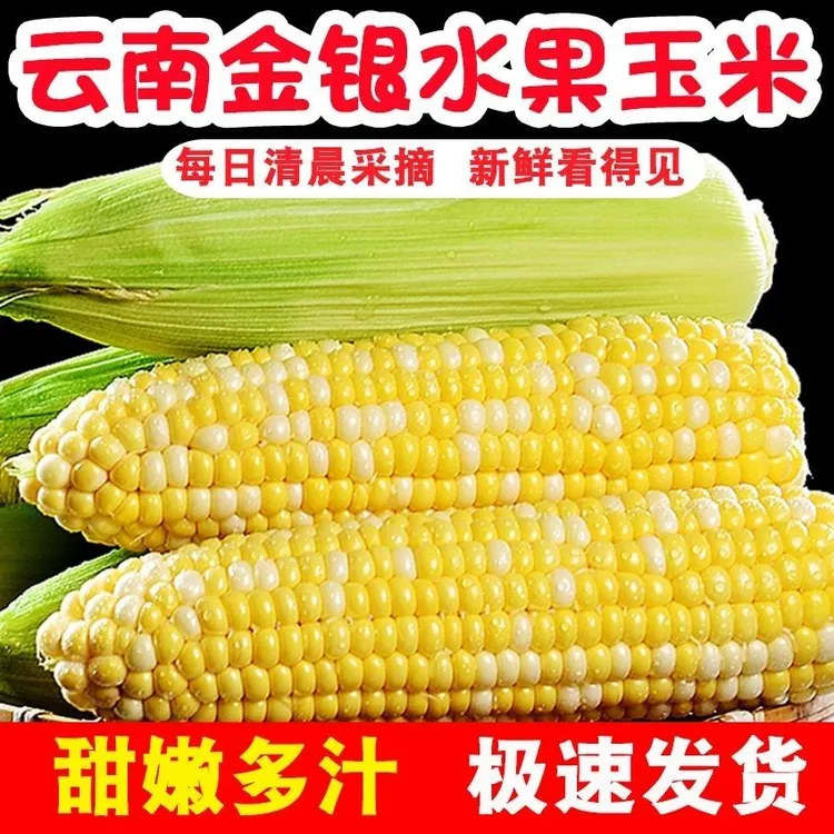 云南新鲜水果玉米一件包邮