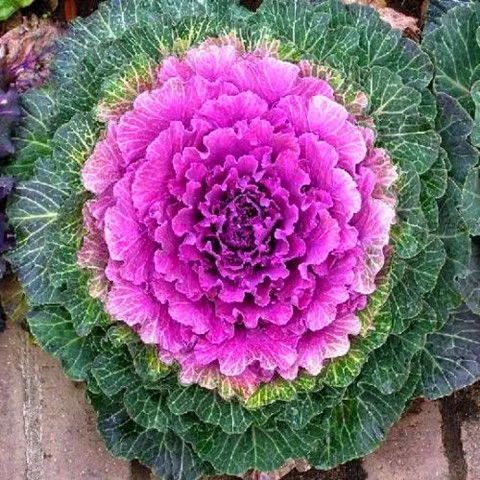 紫羽衣甘蓝稀有蔬菜种子营养丰富种子稀有彩色盆栽可食用可观赏