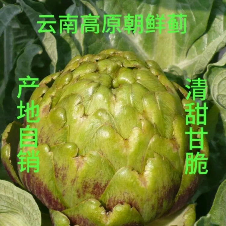 云南曲靖高原食用洋蓟新鲜蔬菜包邮网红蔬菜朝鲜蓟产地直供