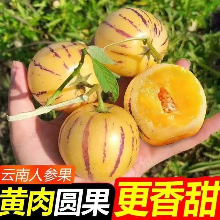 [5斤大果]云南石林树熟人参果爽口现摘现发当季鲜果皮薄多汁新鲜