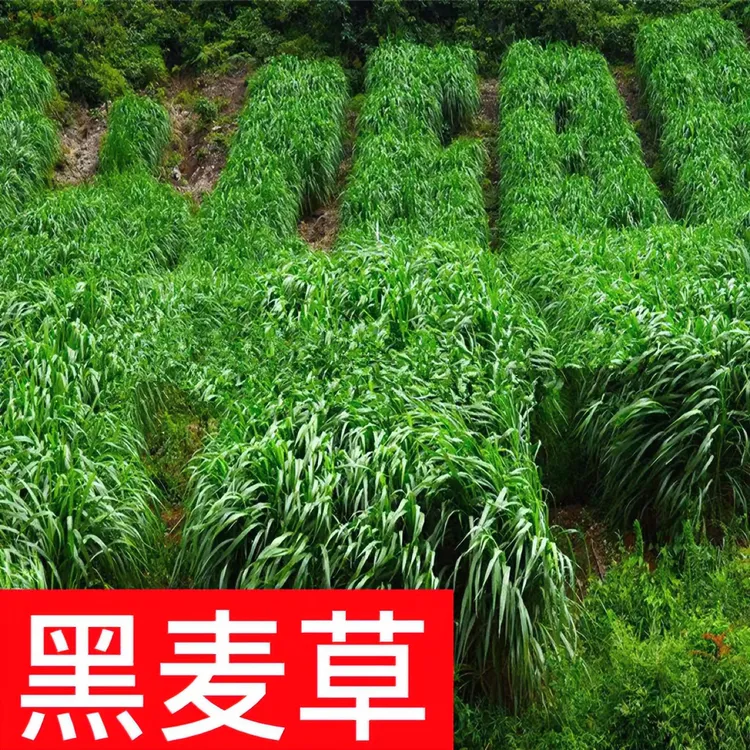 黑麦草源头种子春秋播种耐寒多次收割生长速度快优质牛羊牧草种籽