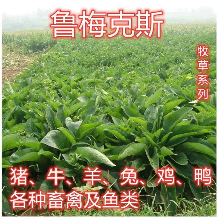鲁梅克斯种子俄罗斯饲料菜多年生牧草种籽猪牛羊鸡鸭鹅品质优良