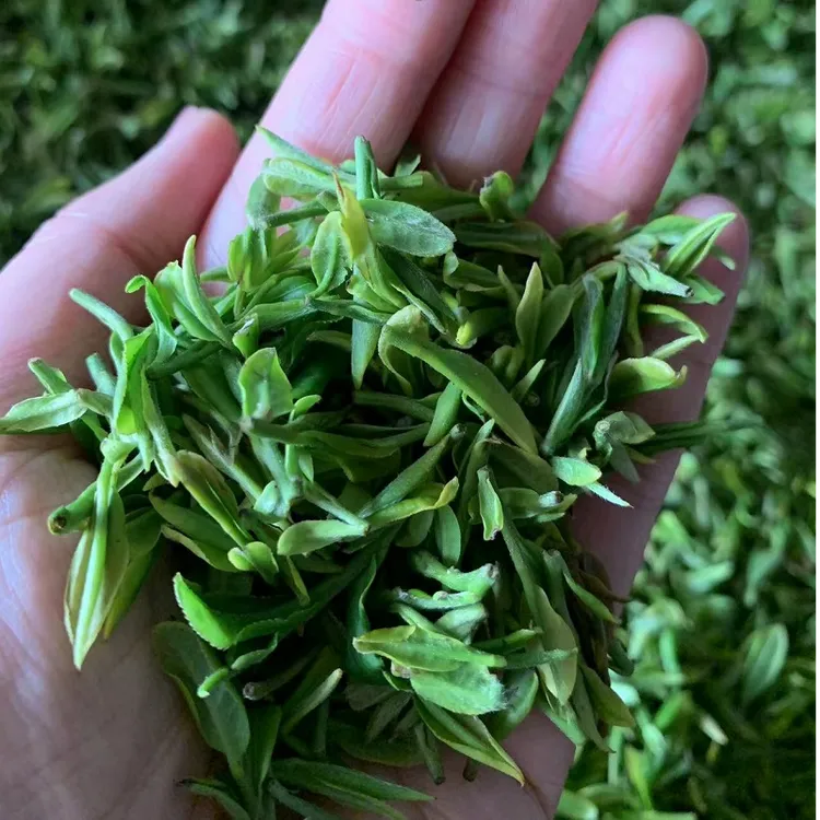【2025年新茶头采】正宗日照绿茶新茶上市鲜爽鲜嫩