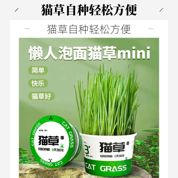 猫草盆栽泡面猫草无土水培化毛草猫草粒猫薄荷自已种好