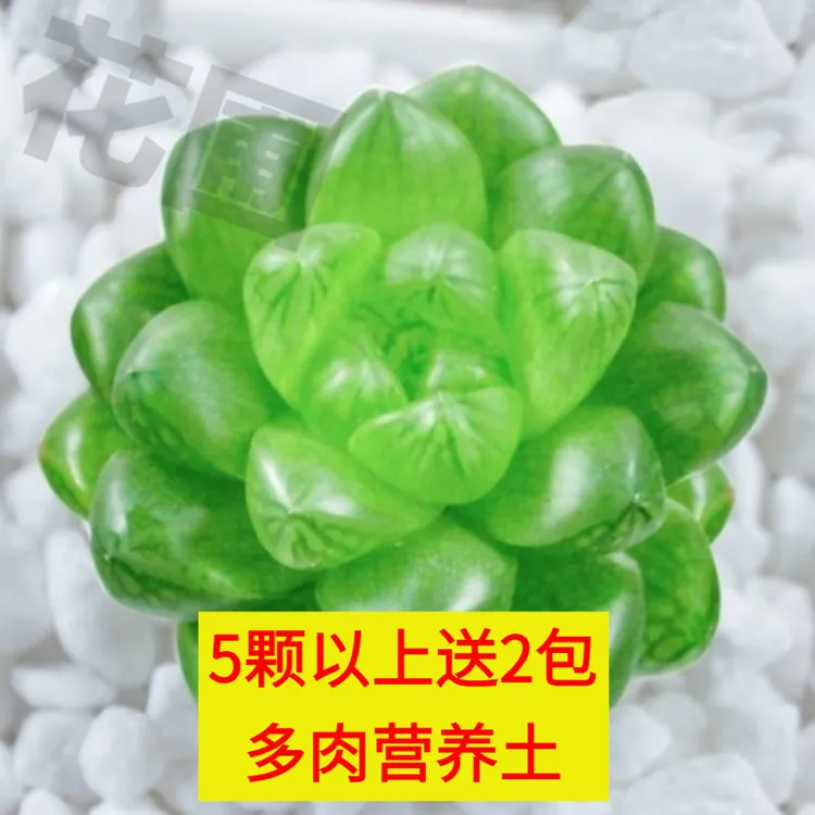 热卖奥运新款客厅好养水晶玉露多肉植物白银寿十二卷多肉绿植花卉