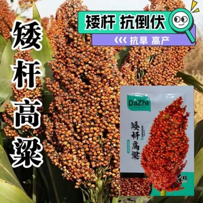 大志矮杆高粱种子杂交高粱种子抗鸟抗旱高产酿酒高粱籽红高粱种子