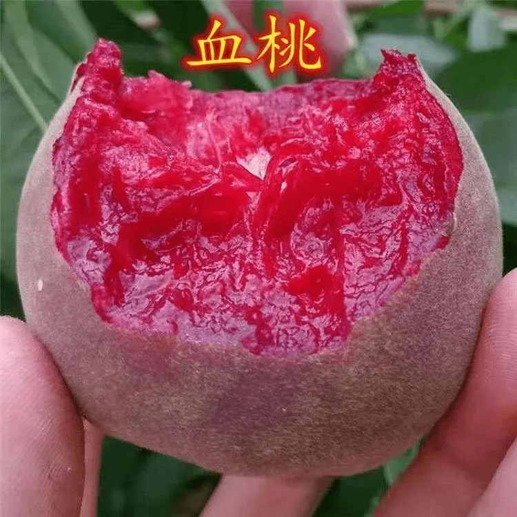 中华血桃嫁接桃树苗肉质细腻味道可口地栽盆栽当年结果南北方种植