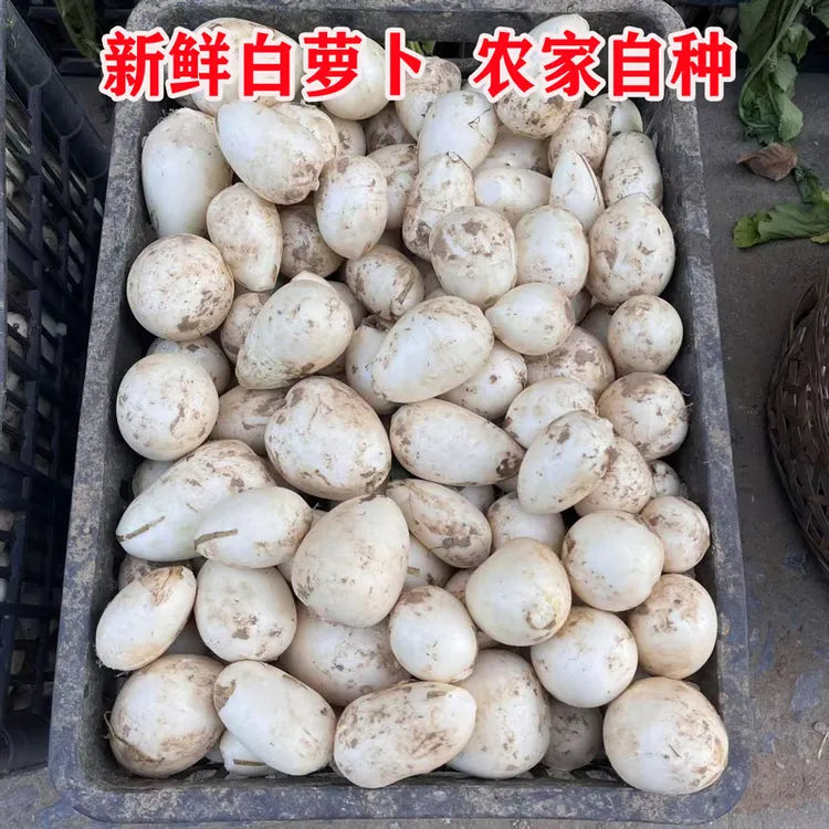 安徽无为特产新鲜蔬菜新鲜小圆白萝卜农家种的可腌制萝卜干水萝卜