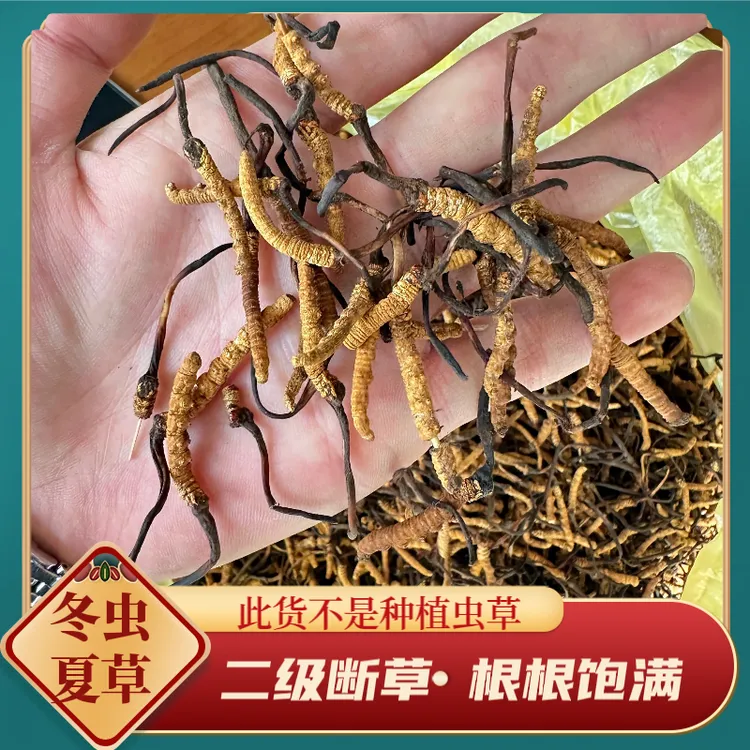 冬虫夏草断草非种植虫草中等虫草10克装