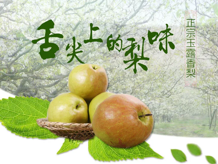 正宗隰县玉露香梨·原产地直发·果园现摘现发酥脆多汁12颗装