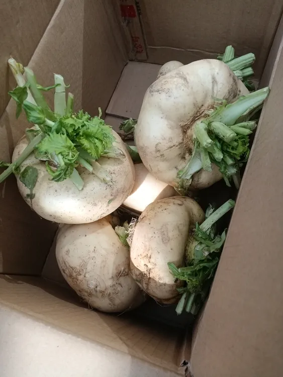 温州新鲜盘菜软甜嫩超好吃一份连箱5斤