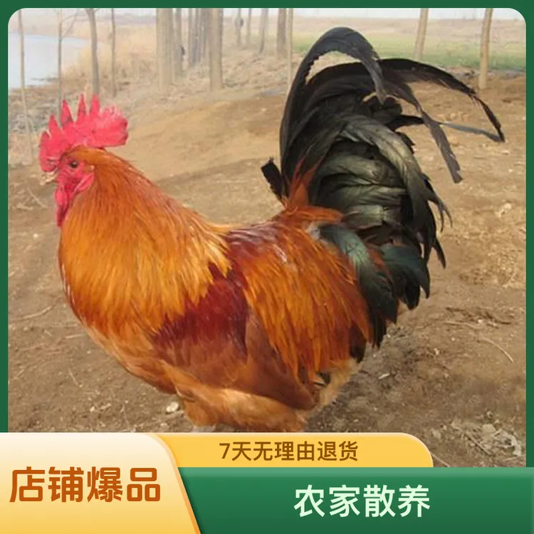 淮南草土鸡 农村散养土鸡 新鲜土鸡蛋