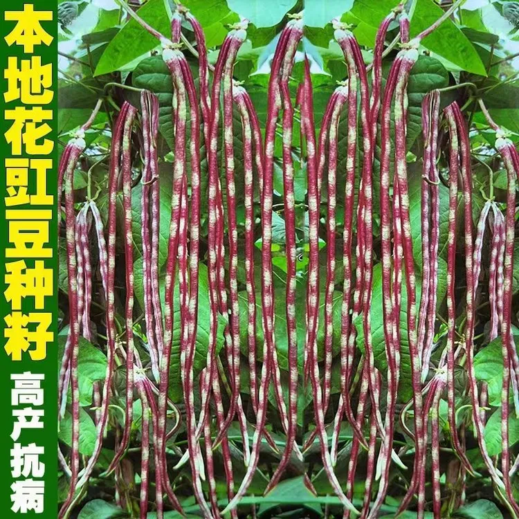 花豹豇豆种子长豆角花豆角红白豇豆四季易播庭院蔬菜爬藤种子大全