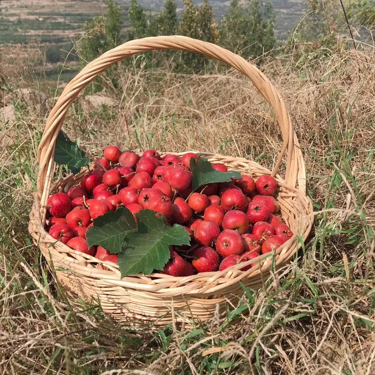 山东山楂大金星超金星新鲜山楂山里红果子水果大五棱酸口冰糖葫芦