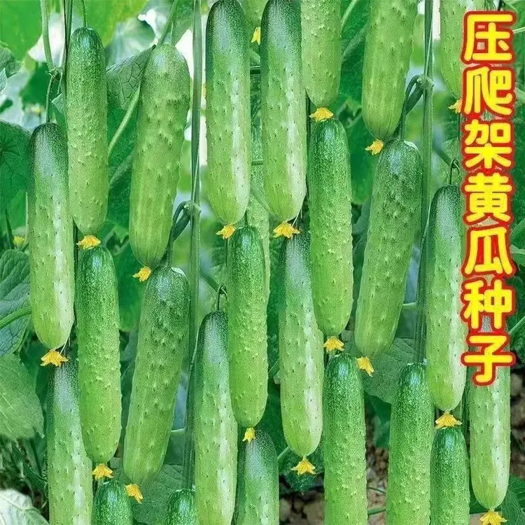 强雌甜黄瓜蔬菜种子一叶一瓜压塌架早熟青皮绿肉高产四季水果生长商品图