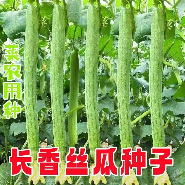 香甜长香丝瓜种子早熟丝瓜种子四季易播种阳台盆栽易成活蔬菜种子