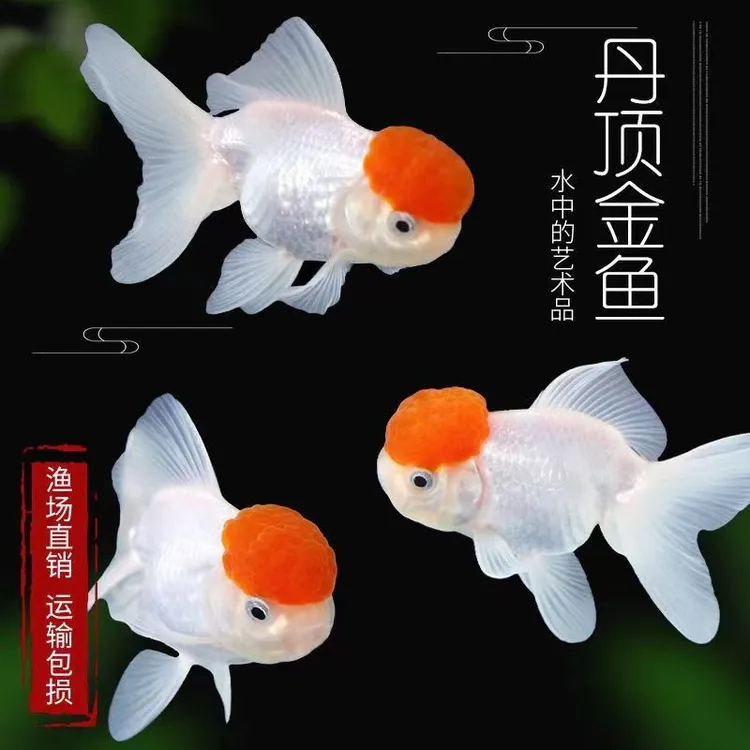 3-5条鸿运当头鹤顶红金鱼包邮包开箱活活体金鱼观赏鱼