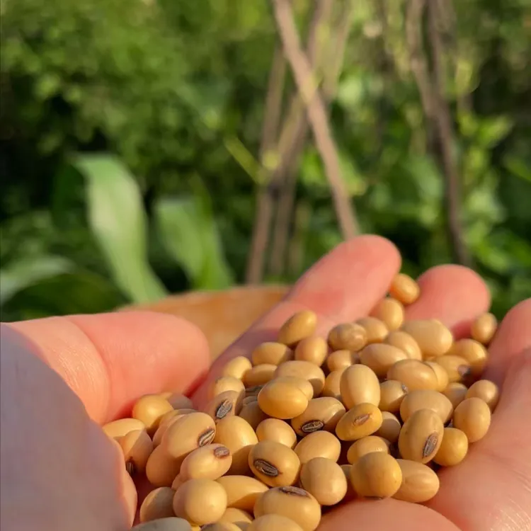 老品种黄豆 非转基因 黑脐黄豆 农家自种 2025年新豆