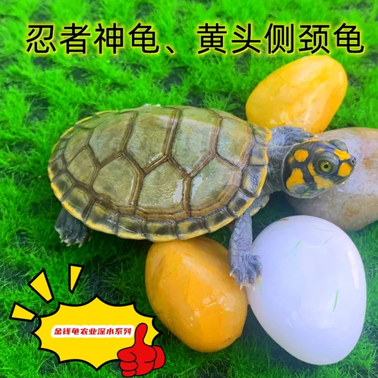 深水黄头侧颈忍者神龟鱼缸混养观赏宠物乌龟活物人工活体