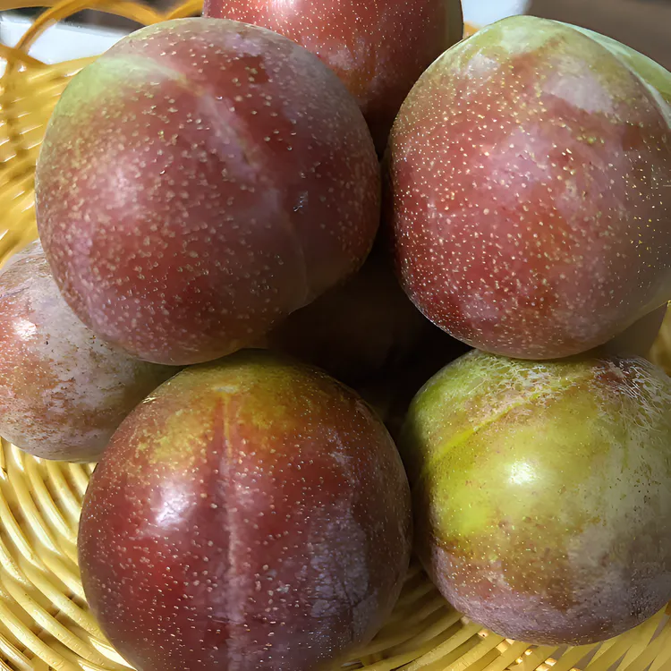 正宗新鲜蜂糖李.又脆又甜.单果60克以上（真正的精品果王）