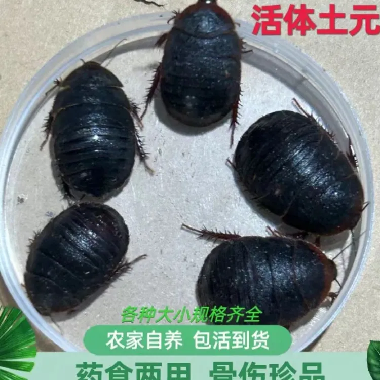 活土元虫活土鳖虫