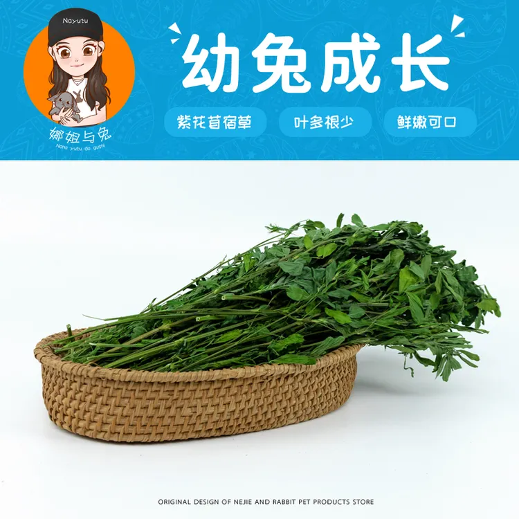 娜姐与兔 【幼兔成长】25年特级苜蓿草宠物幼兔专用草荷兰猪豚鼠
