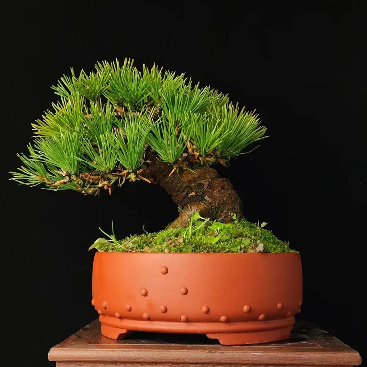 矮霸三河黑松盆景直播间专用链接一物一拍图片仅供参考