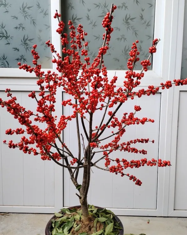 北美冬青室内绿植带红果花卉绿植绿植盆栽客厅盆栽适合室内装饰