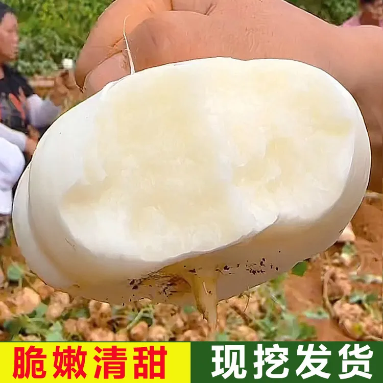 湖北新鲜凉薯白地瓜地萝卜脆甜爽口现挖发货3斤/5斤/9斤蔬菜果