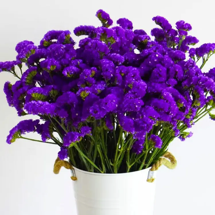  勿忘我鲜花 花束 天然干花新鲜发货自然风 客厅装饰干花倒挂