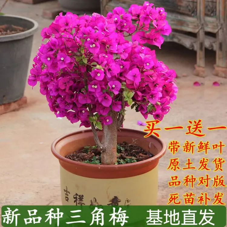 【买一送一】三角梅盆栽花卉 阳台庭院爬藤花卉 带新鲜叶原土发货