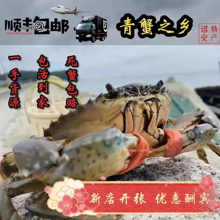 专属福建青蟹 净重4-6两/只母蟹 红膏蟹红鲟 包肥包活 顺丰空运