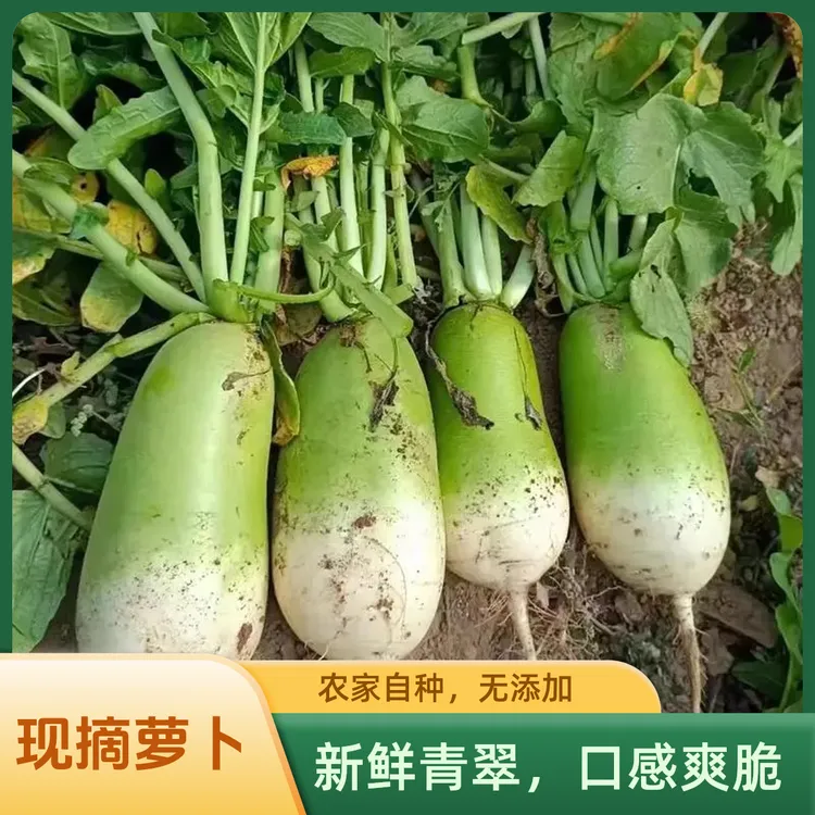 【9斤批发价】新鲜萝卜 青萝卜生吃 凉拌 热炒 炸丸子腌萝卜等吃法