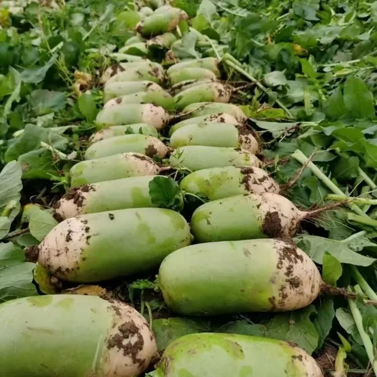 5斤】沙地青萝卜新鲜青萝卜生吃 凉拌晒萝卜干 泡菜腌咸菜等