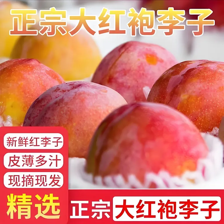 东北大红袍李子个头大现摘现发鲜甜多汁果园发货好吃保鲜保甜直发