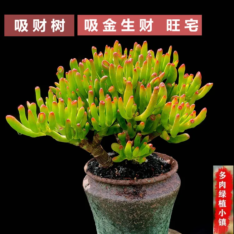 吸财树多肉植物办公室桌面绿植懒人鲜花爆款老桩时尚花语