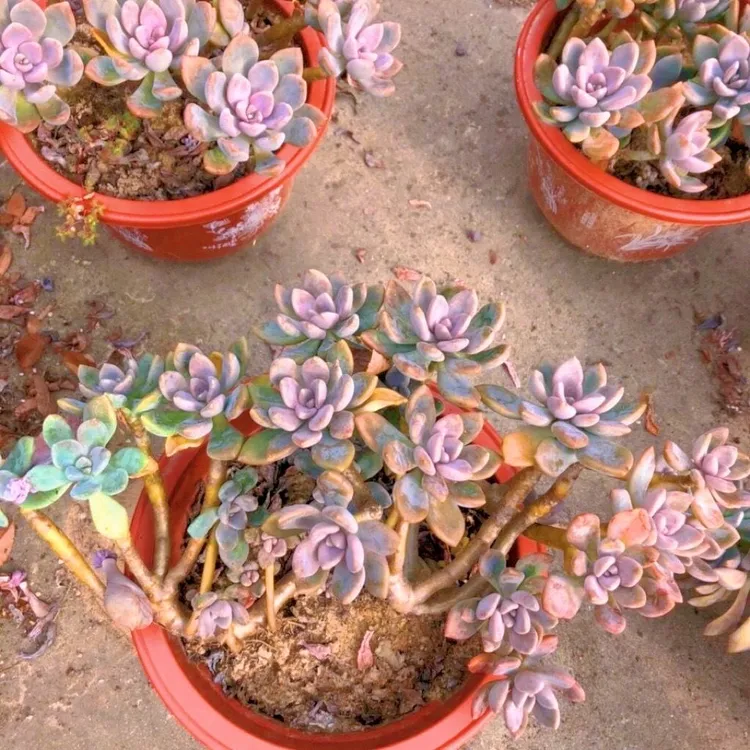 冬美人多头多肉绿色老庄新手好养耐热悬崖装老桩冬美人耐冻冬季