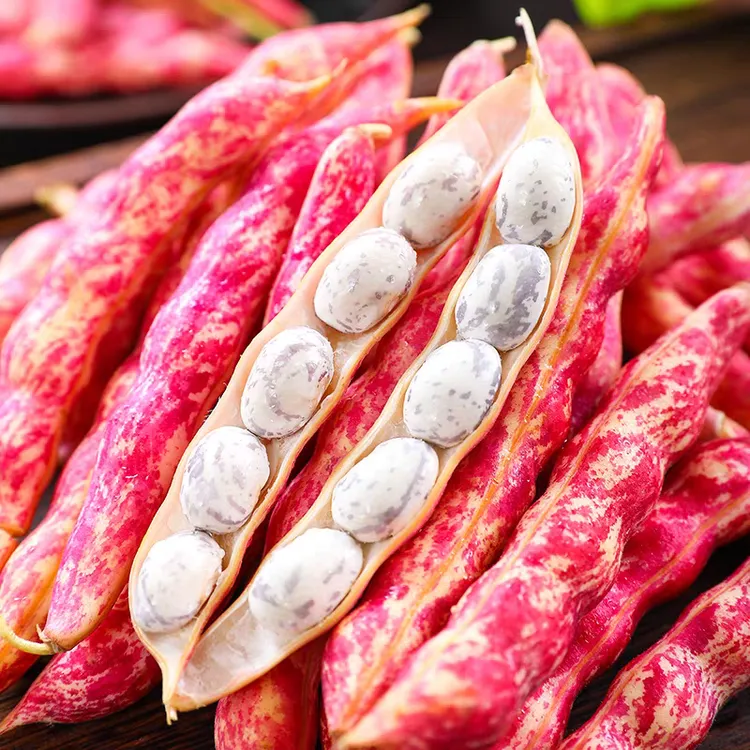 东北红金沟豆角现摘现发新鲜美味