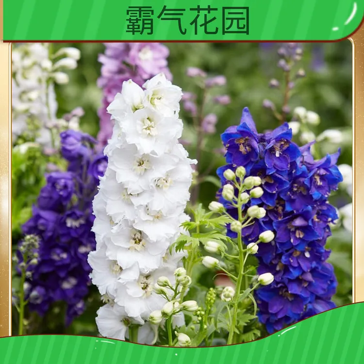 大花飞燕花种子春播庭院室外易种易活花种籽阳台盆栽耐寒绿化