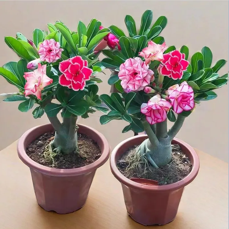 沙漠玫瑰花苗盆栽四季花卉绿植物老桩室内阳台小盆景开花不断