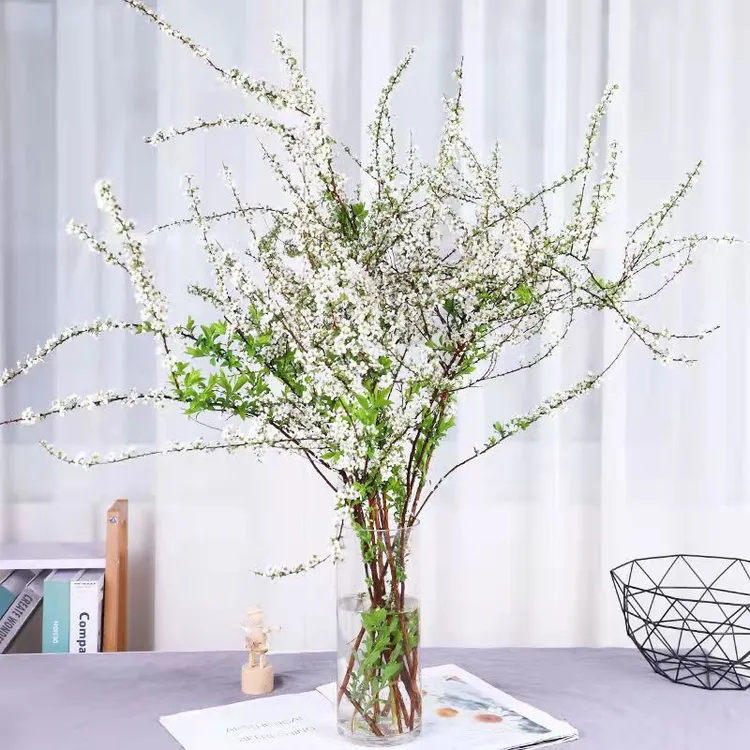 【雪柳水培】雪柳水培鲜枝条水培植物南北都可以养殖白色栽培