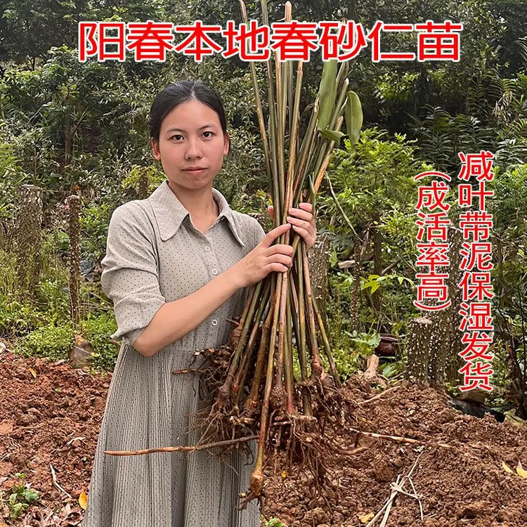 广东阳春特产阳春砂苗3/5/20棵包邮