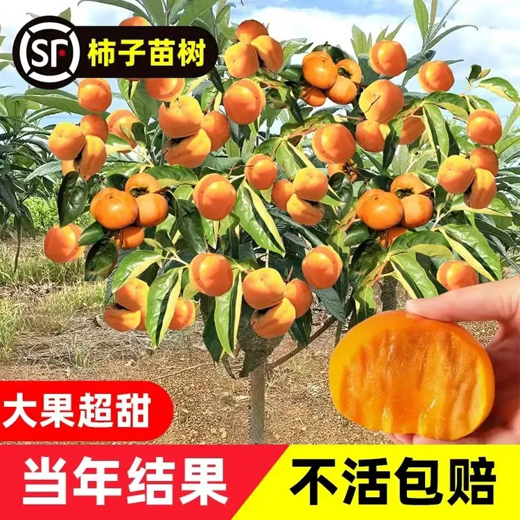 脆甜柿子树苗果树苗南北方地栽火晶柿柿子树苗当年结果庭院种植