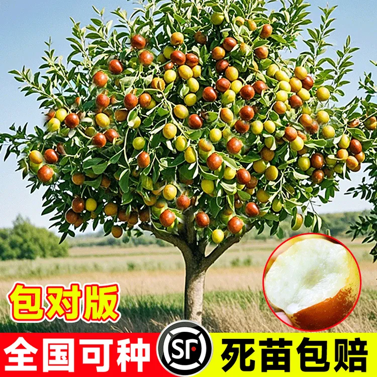 枣树活苗嫁接冬枣地栽果树果苗当年结果北方南方大枣超甜特大庭院