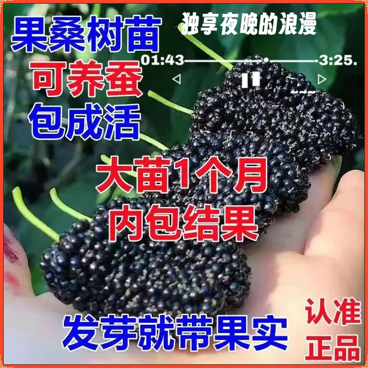 桑枣树苗养蚕桑葚树苗南方嫁接盆栽地栽果桑树苗四季种植正宗结果