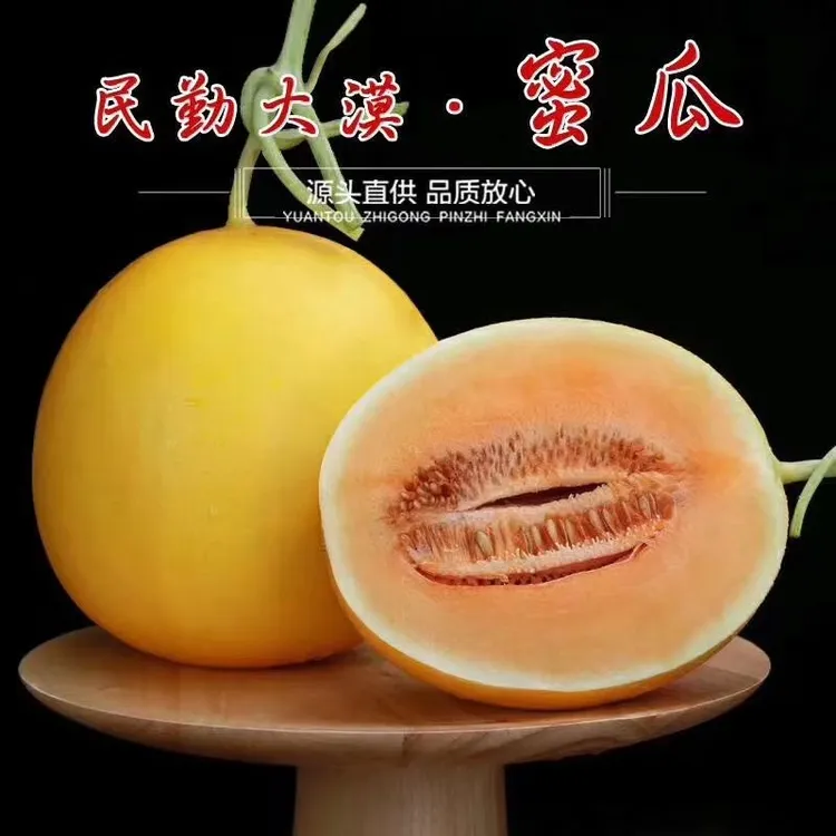 【甘肃民勤直发】甘肃民勤沙漠头茬蜜瓜金红宝蜜瓜6-9斤坏果包赔